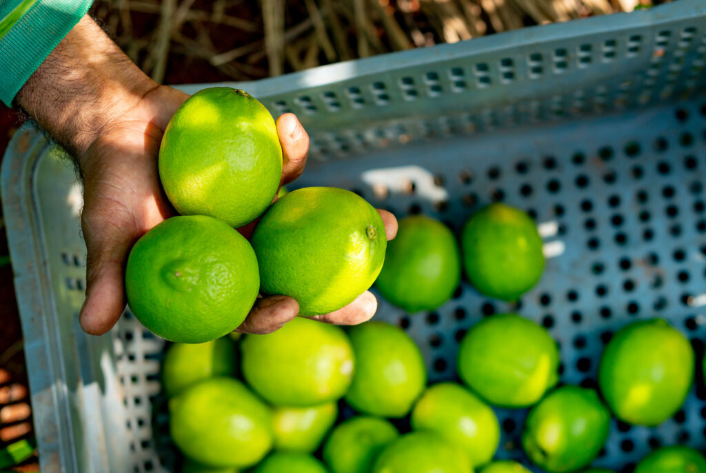 Cosecha de limón Tahití en finca aliada de Matifruti