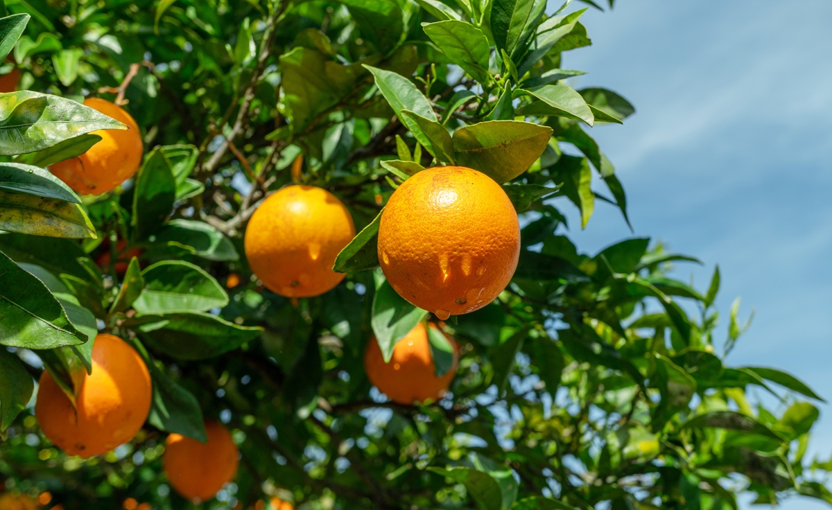 Naranjas seleccionadas para deshidratado y uso en coctelería